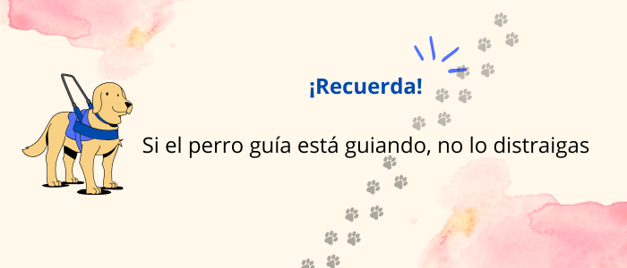 ¡Recuerda! Si el perro guía está guiando, no lo distraigas